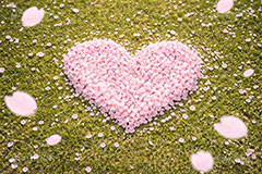 桜のハート,ハート,ラブ,告白,恋愛,恋,愛,芝生,公園,桜の花びら,さくら,桜,花,フラワー,春,花びら,花弁,満開,咲く,ピンク,プリ画,ロマンチック,ウェディング,プロポーズ,バレンタイン,ホワイトデー,ポエム,ピンク,blossom,japan,spring,flower,love,heart,AI生成素材