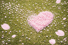 桜のハート,ハート,ラブ,告白,恋愛,恋,愛,失恋,破局,芝生,公園,桜の花びら,さくら,桜,花,フラワー,春,花びら,花弁,満開,咲く,ピンク,プリ画,ロマンチック,ウェディング,プロポーズ,バレンタイン,ホワイトデー,ポエム,ピンク,blossom,japan,spring,flower,love,heart,AI生成素材