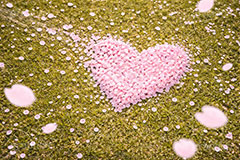 桜のハート,ハート,ラブ,告白,恋愛,恋,愛,芝生,公園,桜の花びら,さくら,桜,花,フラワー,春,花びら,花弁,満開,咲く,ピンク,プリ画,ロマンチック,ウェディング,プロポーズ,バレンタイン,ホワイトデー,ポエム,ピンク,blossom,japan,spring,flower,love,heart,AI生成素材