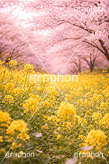 桜と菜の花,菜の花,菜の花畑,桜,さくら,サクラ,花見,ブロッサム,春,花,花びら,花弁,背景,blossom,spring,flower,AI生成素材