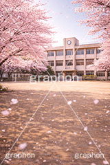 卒業式,卒業,別れ,学校,校庭,グラウンド,桜,さくら,サクラ,花見,ブロッサム,春,花,花びら,花弁,背景,blossom,spring,flower,AI生成素材