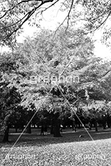 代々木公園,モノクロ,白黒,しろくろ,モノクローム,単色画,単彩画,単色,tokyo,渋谷,原宿