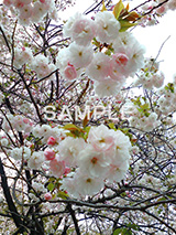 桜,さくら,サクラ,花見,お花見,花,お花,フラワー,はな,綺麗,きれい,キレイ,満開,咲,牡丹桜,春,blossom,japan,flower