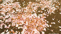 桜の花びら,桜,ソメイヨシノ,さくら,サクラ,花,お花,フラワー,はな,春,花びら,花弁,はなびら,散る,桜吹雪,blossom,japan,flower,ワイド撮影