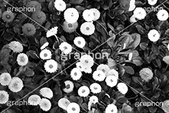 花畑,モノクロ,白黒,しろくろ,モノクローム,単色画,単彩画,単色