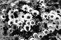 花畑,モノクロ,白黒,しろくろ,モノクローム,単色画,単彩画,単色