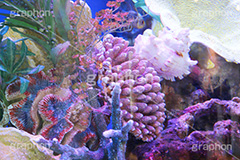 珊瑚いろいろ,水族館,アクアリウム,アクア,魚,深海,珊瑚,サンゴ,貝殻,水槽,カラフル,fish,aquarium