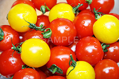トマト,プチトマト,ミニトマト,とまと,真っ赤,野菜,リコピン,美容,甘酸っぱい,サラダ,さらだ,salad,つや,ツヤ,水滴,黄色,2色,tomato,lycopene,フレッシュ,fresh